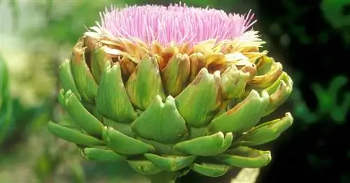 Знание сада: тяжелая кормушка