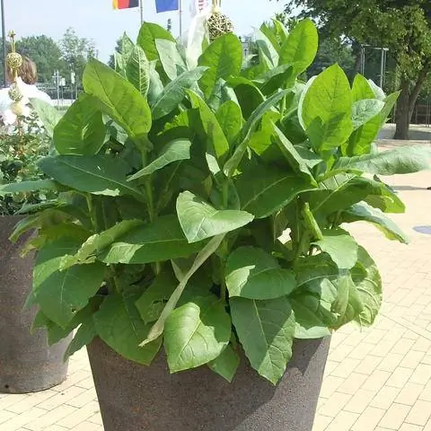 Курительный табак как декоративно-лиственное растение