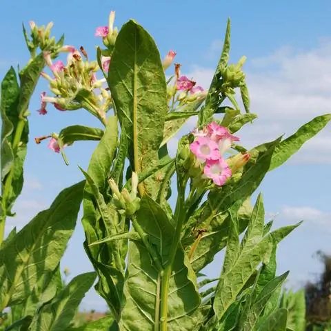 цветущий табак