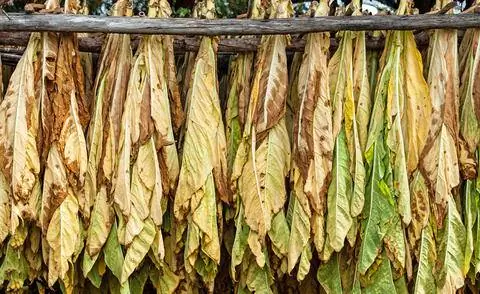 сушка листьев табака