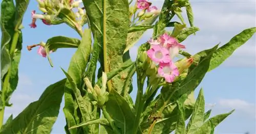 Табачное растение: выращивание, уход, сбор и использование