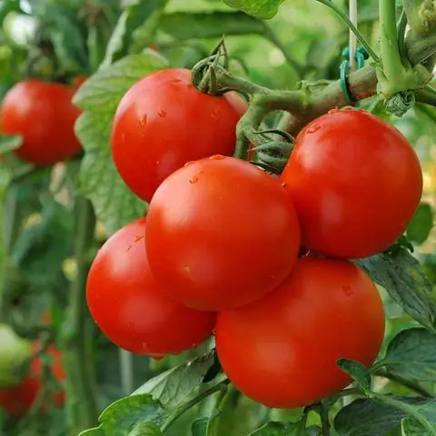 спелые помидоры