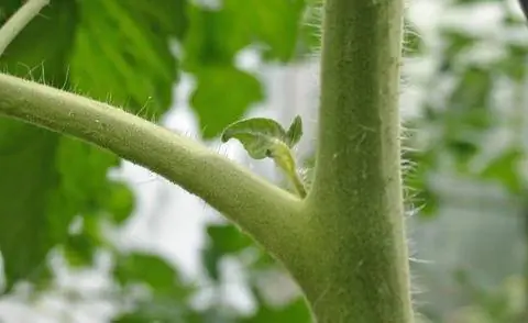 Скупость на помидор