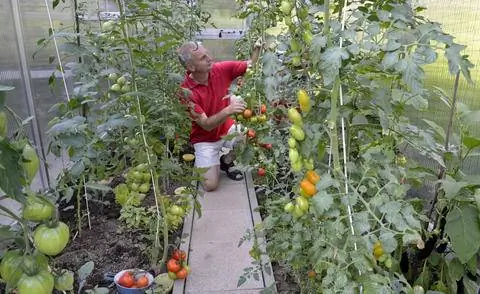Сбор помидоров в теплице