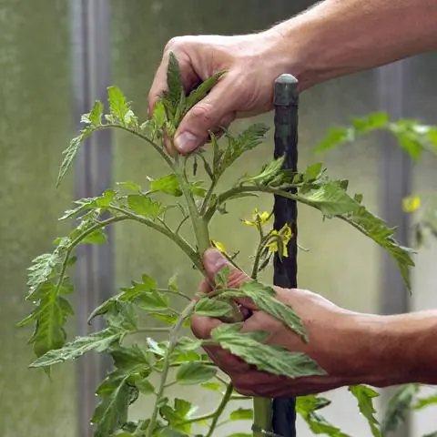 Отщипнуть и удалить плодоножку с помидора