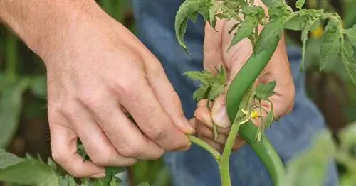 Ощипать помидоры: вот как