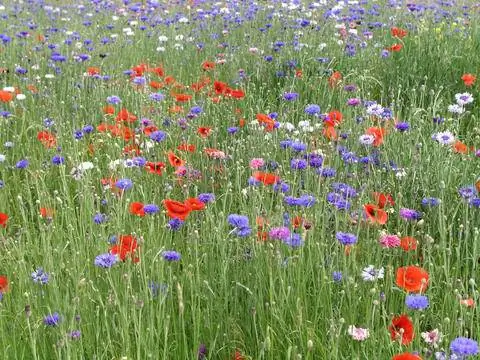 цветочный луг