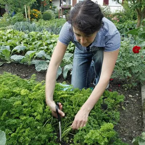 урожай петрушки