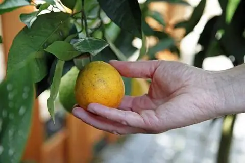 Выберите цитрусовые