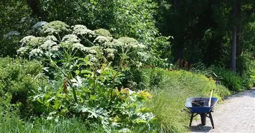 Фототоксичные растения: будьте осторожны, не прикасайтесь к ним