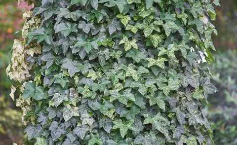 спираль плюща хедера