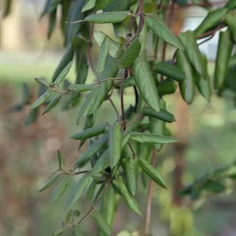 Зимой вечнозеленая жимолость скручивает листья