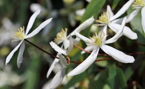 Вечнозеленый клематис (Clematis armandii 'Apple Blossom')