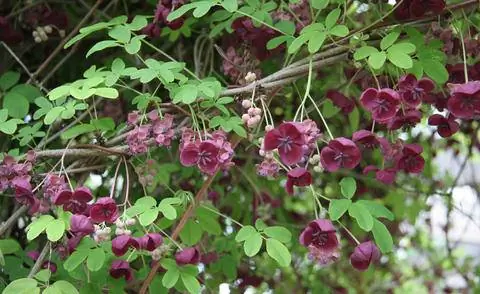 Вьющийся огурец (Акеби)