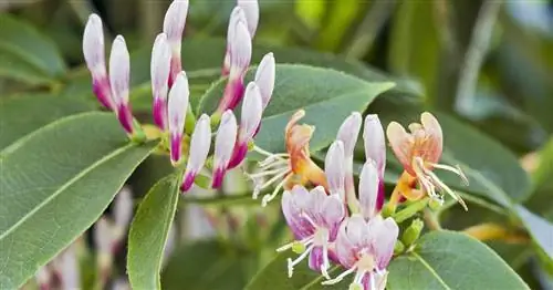 Вечнозеленые вьющиеся растения: эти 4 типа обеспечивают хорошую конфиденциальность