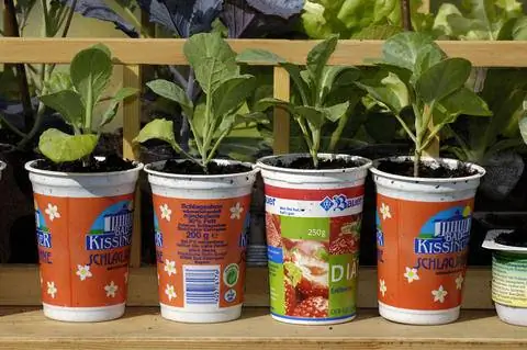 Молодые растения в стаканчиках для йогурта