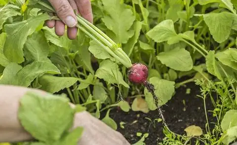 Урожай редиски
