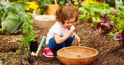 Овощи для начинающих: эти пять видов всегда работают