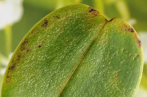 Орхидейный паутинный клещ (Tenuipalpus pacificus)