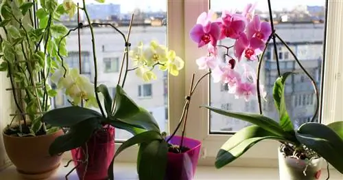 Орхидеи: самые распространенные болезни и вредители