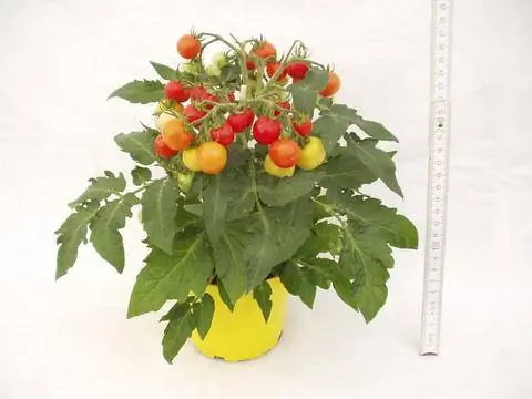 Балконные помидоры в горшке