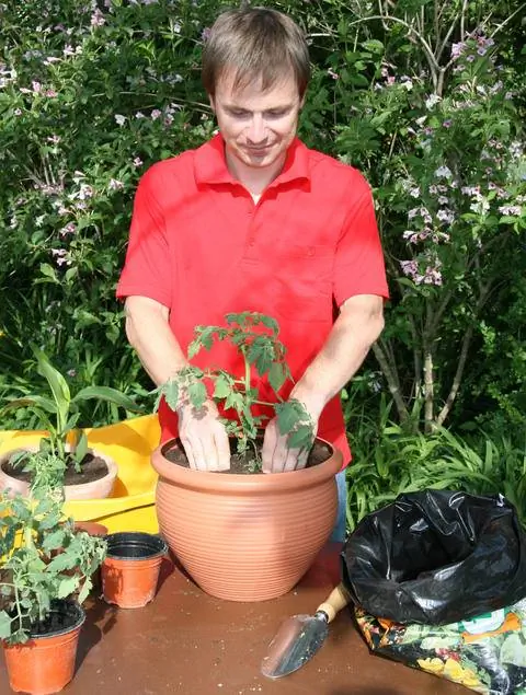 Посадить балконные помидоры