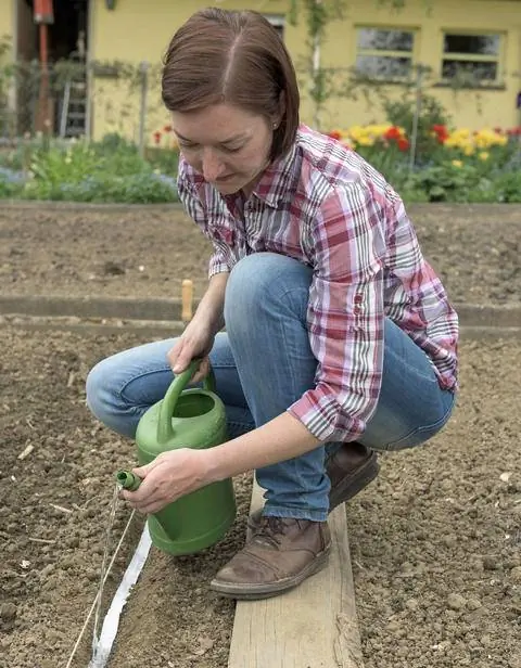 Полейте семенную ленту