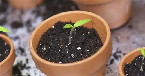 Семена не прорастают? 5 самых распространенных причин