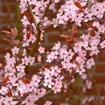 Кровавая слива Prunus cerasifera nigra