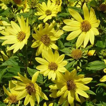 Подсолнечник многолетний Helianthus microcephalus 'Lemon Queen'