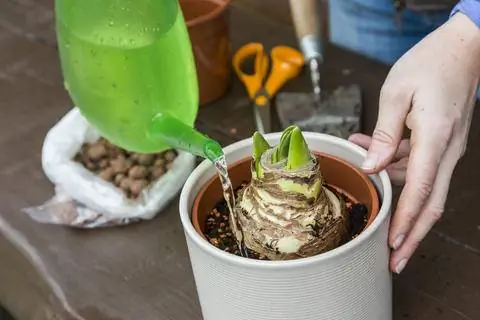 Водяной амариллис