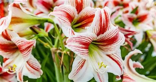 Амариллис отцвел? Вы должны сделать это сейчас