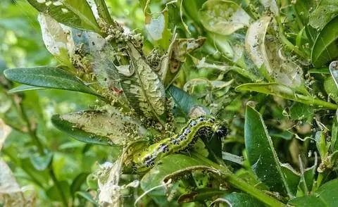 Повреждения и гусеницы самшитовой огневки
