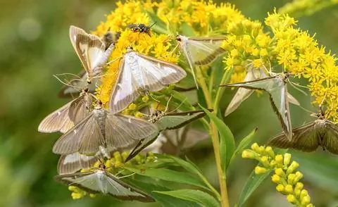 взрослая бабочка самшитовая бабочка