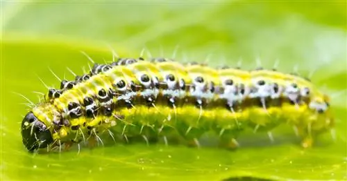 Устраните заражение самшитовой молью в три шага