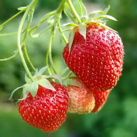 спелая клубника