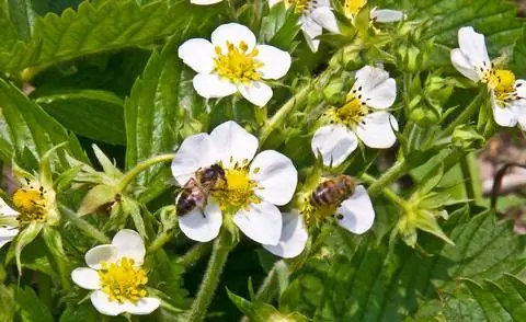 Пчелы опыляют цветы клубники