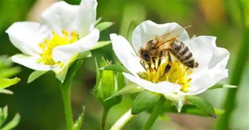 Что пчелы делают с клубникой?