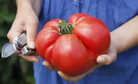 Помидоры для бифштекса часто весят больше фунта