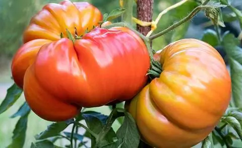 Сорт помидоров Бифштекс Oxheart Coeur de Boeuf