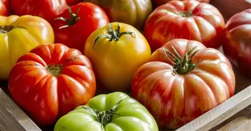 Помидоры для бифштекса: Лучшие сорта