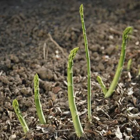 Вырастить зеленую спаржу