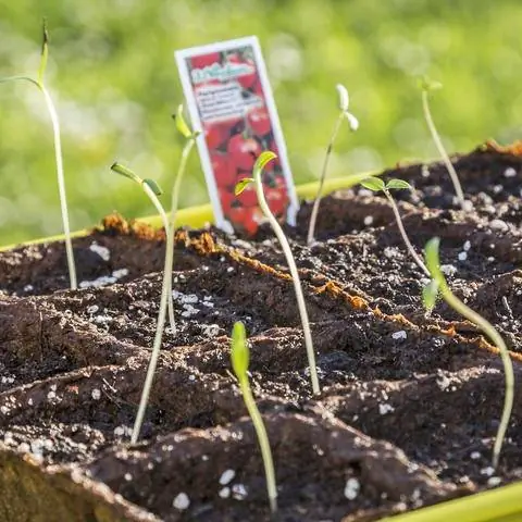 испорченные помидоры