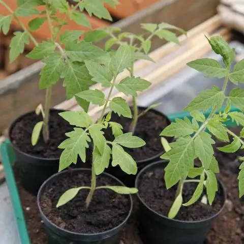 молодые растения томатов