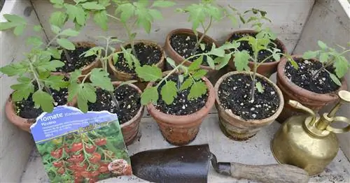 Как спасти упавшие помидоры