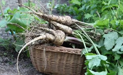 свежесобранный пастернак