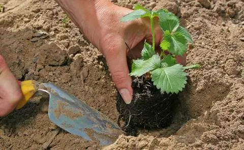 посадить клубнику