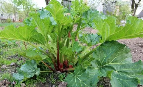 листья ревеня