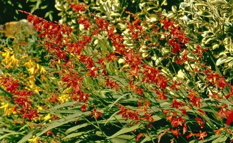 Сад Монбреция Монбретиа Крокосмия