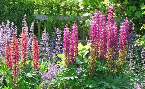 Люпины показывают великолепные соцветия